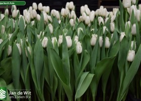 Tulipa North Pole ® (2)